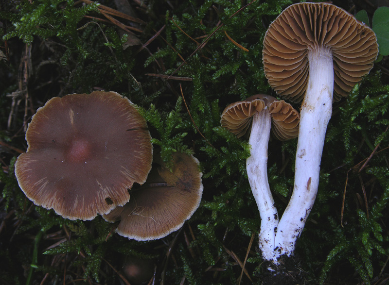 Cortinarius da determinare...finalmente.